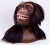 Alive Chimpanzee