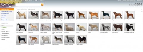 Bing Visual Search Galleries - Suche nach Hunderassen mit Sortierkriterium