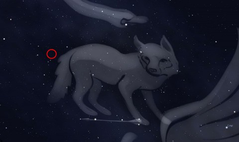 Die Position des Pulsars im Sternbild Fuchs (Bild: AEI Hannover)