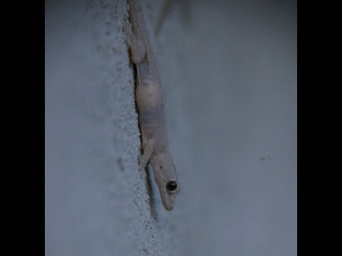 Gecko kopf&uuml;ber an der Wand - das soll Stickybot auch lernen. (Foto: ji)