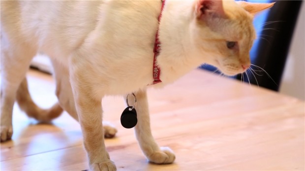Stick-N-Find - kann auch am Halsband eines Haustiers befestigt werden. (Bild: SSI America)