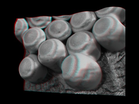 Helicon Focus Pro - Anaglyphe