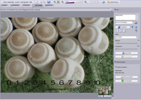 Helicon Focus Pro - Beschriftungsfunktion