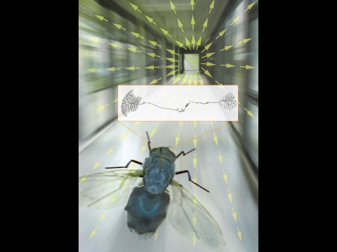 Vektorfelder der verschiedenen Bildelemente f&uuml;r eine Schmei&szlig;fliege im Flug. Drehungen werden durch indirekte Verschaltungen von zwei Nervenzellen wahrgenommen. (Foto: MPI Neurobiologie)