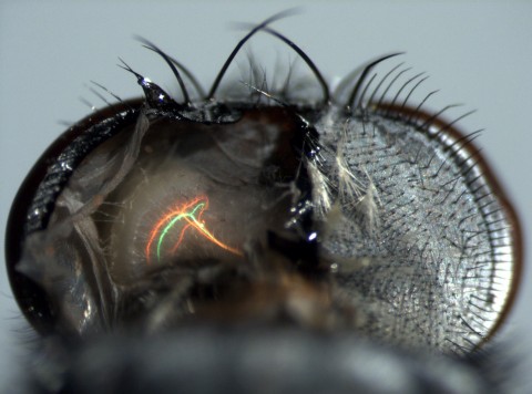 Blick in das Gehirn der Schmei&szlig;fliege: Einzelne Nervenzellen sind durch fluoreszierende Farbstoffe sichtbar gemacht. (Foto: MPI Neurobiologie)