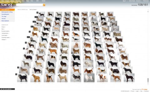 Bing Visual Search Galleries - Suche nach Hunderassen