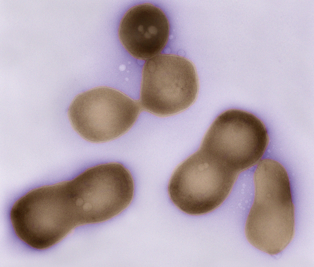 Mycoplasma mycoides JCVI-syn1.0 (Foto: JCVI)