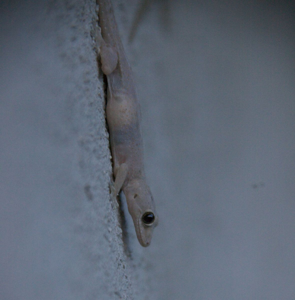 Gecko kopfüber an der Wand - das soll Stickybot auch lernen. (Foto: ji)