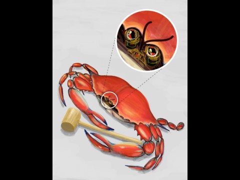 Adobe Ideas (iPad-Version)