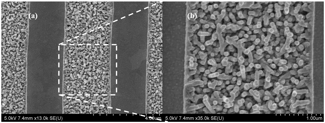 Anordnung von Tabakmoasaikviren unter dem Rasterelektronenmikroskop (Bild: University of Maryland)
