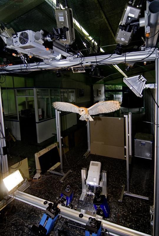 Schleiereule unter Beobachtung (Foto: Universität der Bundeswehr, München)