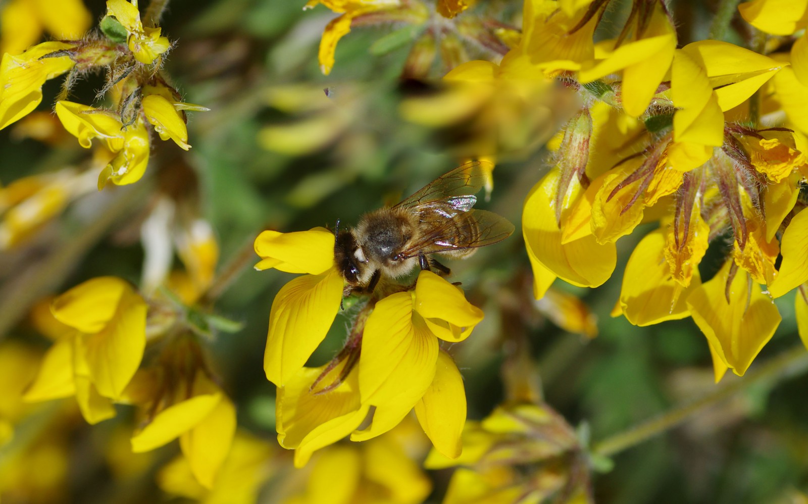 Biene (Foto: Andreas Donath)
