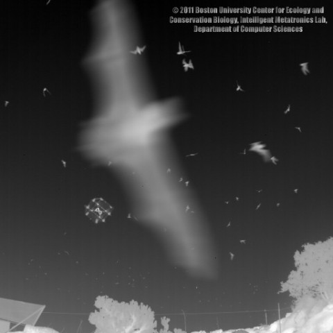 Infrarotaufnahme Fledermaus vom Batcopter aus (Bild: Boston University Center for Ecology and Conservation Biology, Intelligent Mechatronics Lab, Department of Computer Sciences)