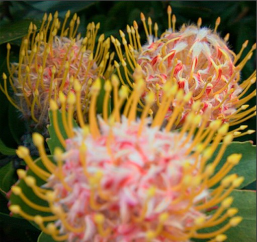 Foto mit Lytro-Kamera (Quelle: Lytro/Jason Bradley)