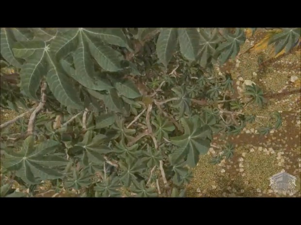 Unlimited Detail von Euclideon - Bilder aus dem Herstellervideo