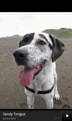 Einzelbilddarstellung in Flickrs Android-App (Bild: Yahoo)