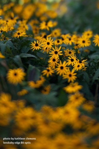 Selektive Schärfe mit dem Lensbaby Edge 80 (Bild: Lensbaby/Kathleen Clemons)