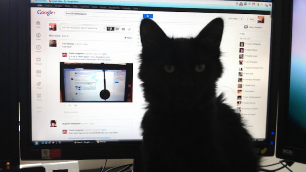 Eric Tamez dient er als Katzenstellplatz. (Bild: Eric Tamez)