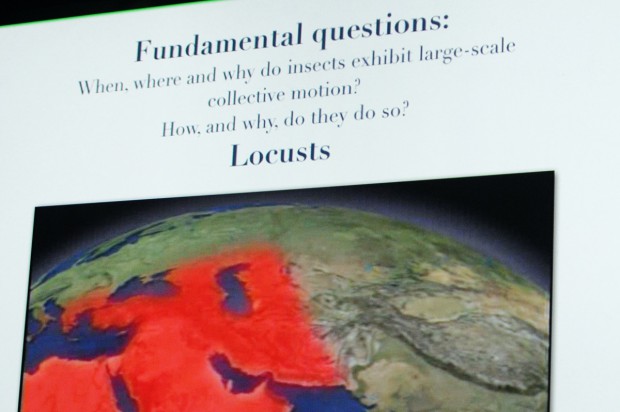 Plagen durch Heuschreclen sind ein ungelöstes Problem.