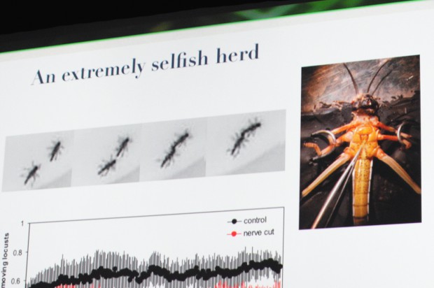 Den Versuchstieren wird ein Nerv gekappt, damit sie Bisse nicht mehr spüren.