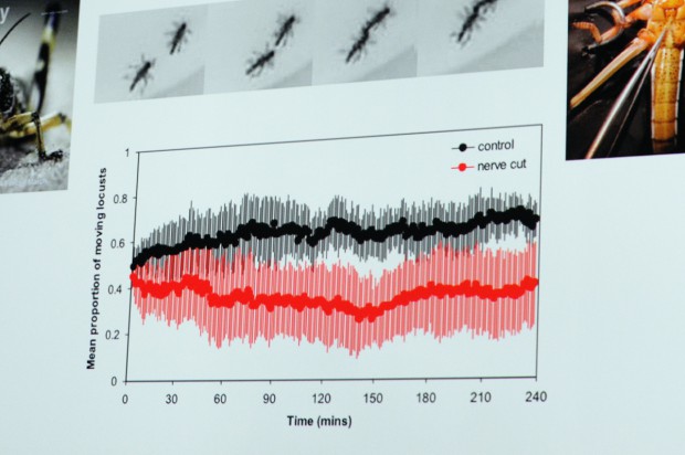 Der Zwang zu marschieren sinkt, wenn Bisse nicht mehr helfen.