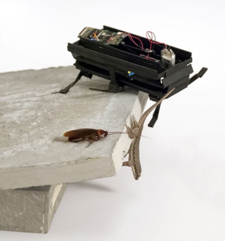 Kopfüber über die Kante... (Foto: Jean-Michel Mongeau, Ardian Jusufi, Pauline Jennings/ UC Berkeley Polypedal Lab)