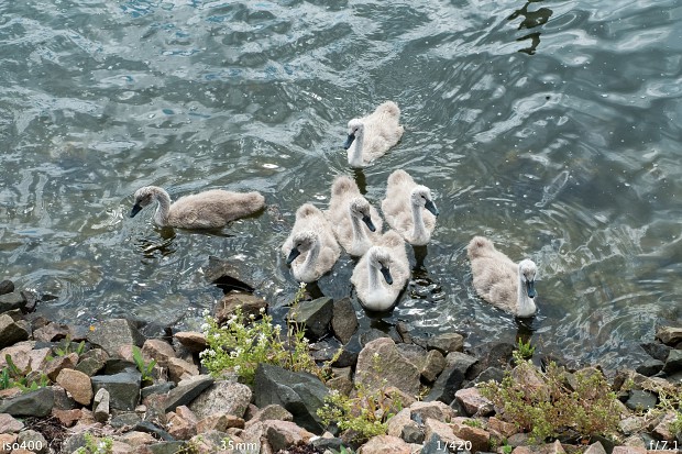 Fujifilm Finepix X-Pro1 (Bild: Andreas Donath)