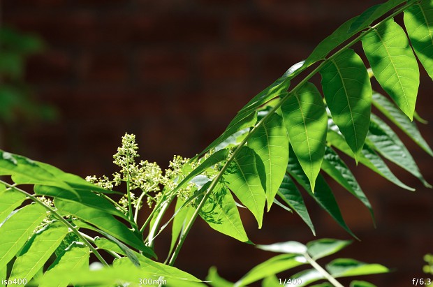 Mit dem riesigen Pentax SMC DA* 300 mm / 4,0 ED (IF) SDM kommt die K-01 nur schlecht zurecht: Der Autofokus bewegt sich quälend langsam. (Foto: Andreas Donath)