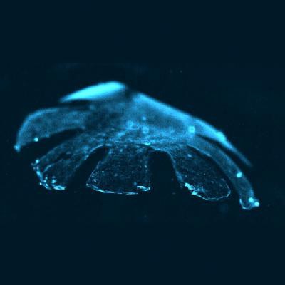 Medusoid schwimmt (Bild: Harvard University/ Caltech)
