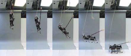 Mit dem Schwanz kann sich der XRl so stabilisieren, dass er auf seinen Beinen landet - egal, ob er fallengelassen wird... (Bild: UPenn/UC Berkeley)