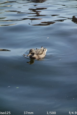 Die Bilder der Kamera sind bei gutem Licht erstaunlich scharf. (Bild: Andreas Donath)