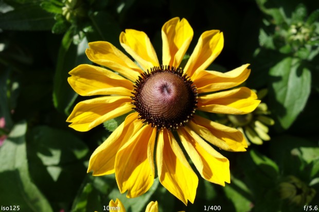 Makroaufnahmen erfordern einen Mindestabstand von 5 cm (Bild: Andreas Donath)