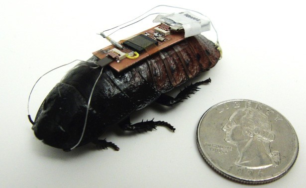 Der nur 0,7 Gramm schwere Rucksack enthält einen Funkchip sowie einen Microcontroller, mit dem Steuersignale an die Schabe weitergegeben werden. (Foto: NC State)