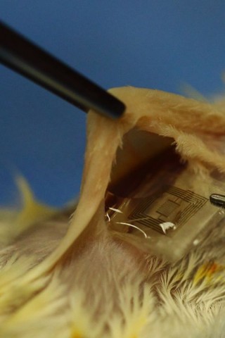 Das Implantat, das einer Ratte eingesetzt wurde, hatte sich nach zwei Wochen weitgehend aufgelöst. (Foto: Beckman Institute/University of Illinois/ Tufts University)