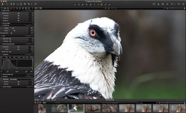 Überbelichtete weiße Federpartie (Bild: Andreas Donath)