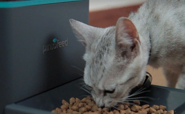 Pintofeed füttert Katze. (Bild: Indiegogo)