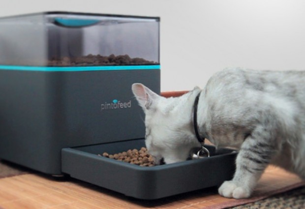 Pintofeed füttert Katze. (Bild: Indiegogo)