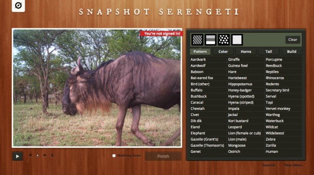 Snapshot Serengeti - Musterauswahl (Bild: Zooniverse)