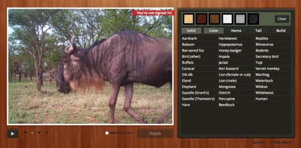 Snapshot Serengeti - Fellfarbe (Bild: Zooniverse)