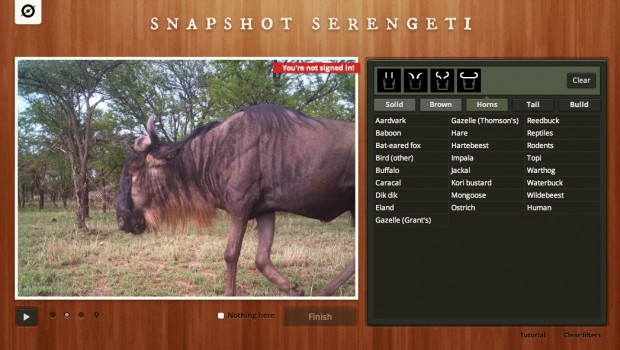 Snapshot Serengeti - Hörnerform (Bild: Zooniverse)