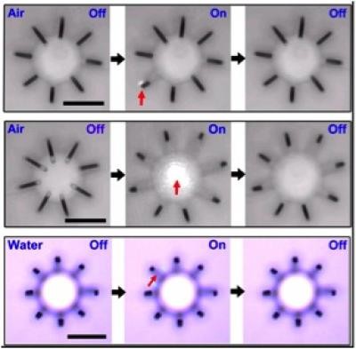 Der Aktor arbeitet an der Luft ebenso wie unter Wasser. (Bild: Lawrence Berkeley National Lab)