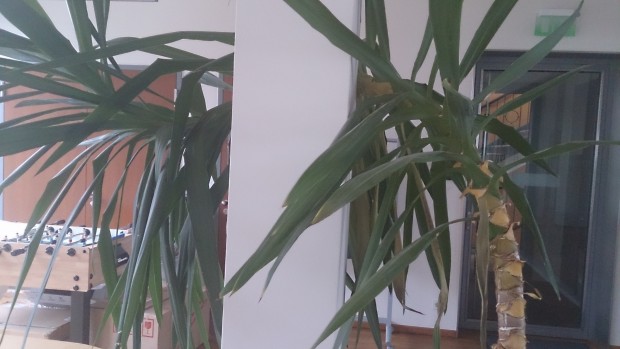 Bei etwas schwierigen Lichtverhältnissen, sind mit HDR aufgenommene Fotos überbelichtet.