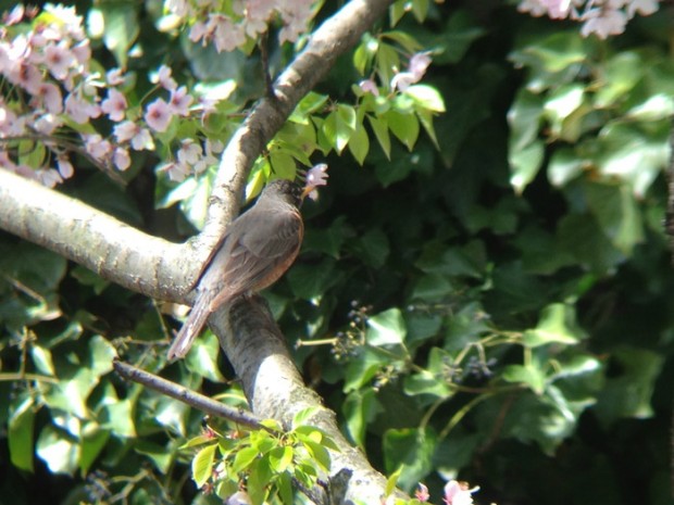 Aufnahme mit einem 10-x-25-Fernglas (Bild: Kickstarter)