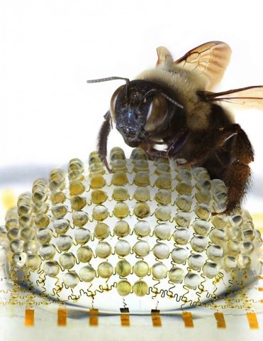 Vorbild sind die Facettenaugen von Insekten - auch wenn die Kamera nicht deren Aufl&ouml;sung erreicht. (Foto: John Rogers/University of Illinois)