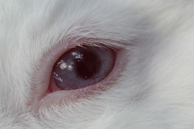 Kaninchen mit Kontaktlinse (Bild: Unist)