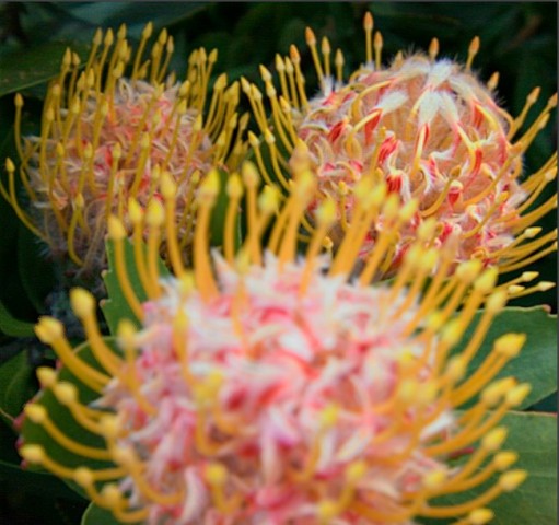 Foto mit Lytro-Kamera (Quelle: Lytro/Jason Bradley)