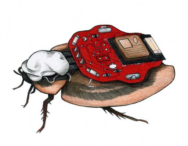 Dem Tier werden Elektroden in die F&uuml;hler eingesetzt... (Bild: Backyard Brains)