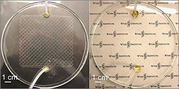 Mikrokanäle ohne Wasserfüllung (l.) und unsichtbar mit Wasserfüllung (r.) (Bild: Wyss Institut Universität Harvard)