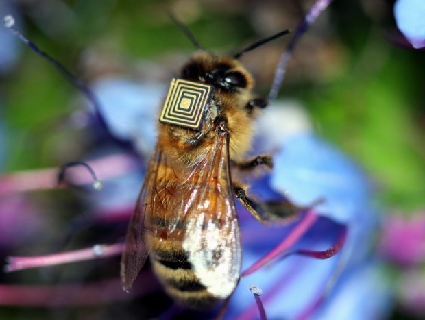 Biene mit RFID-Tag (Bild: CSIRO)