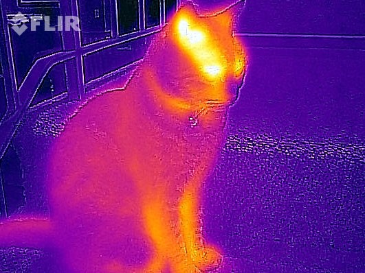 Aufnahme einer W&auml;rmebildkamera (Bild: Flir)